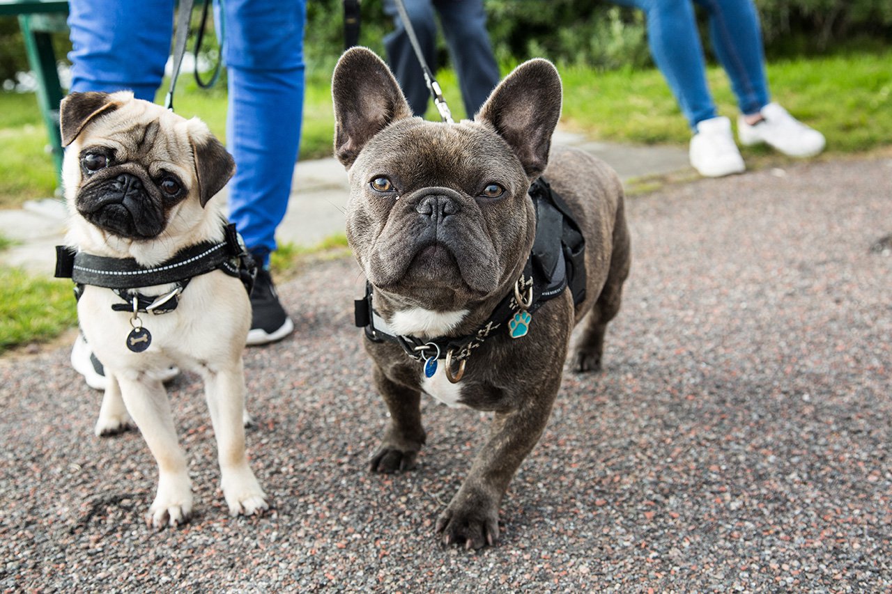 Pug-and-French-Bulldog-Looking-Into-The-Camera